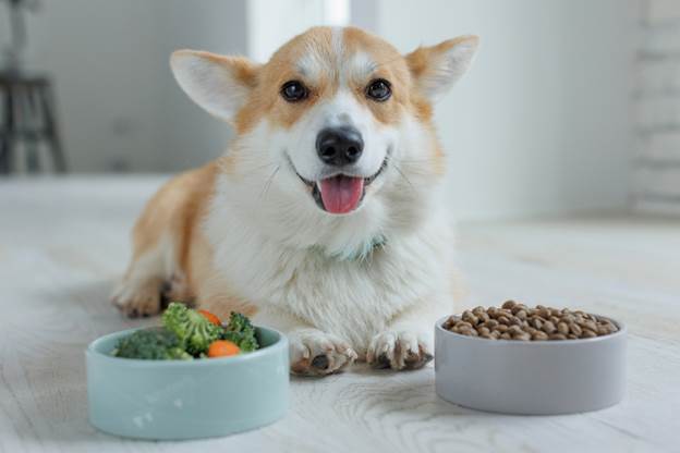 UK Raw Feeding Tips for Picky Dogs: Best Flavours and Textures to Try