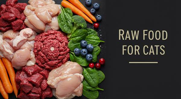 What’s the Best Raw Food for Cats UK? Why TruePaws Makes Felines Purr