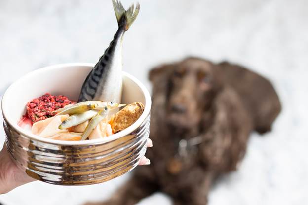 Time-Saving BARF Diet Tips for Dogs UK Owners with Busy Lives