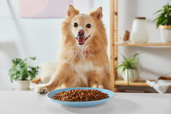 Top Healthy Dog Food Ideas for Balanced Nutrition