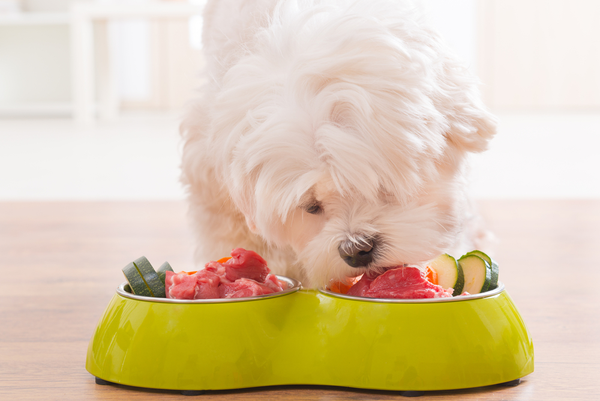  Natural Dog Food Ideas